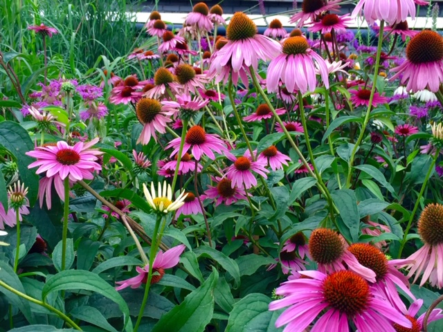 Echinacea