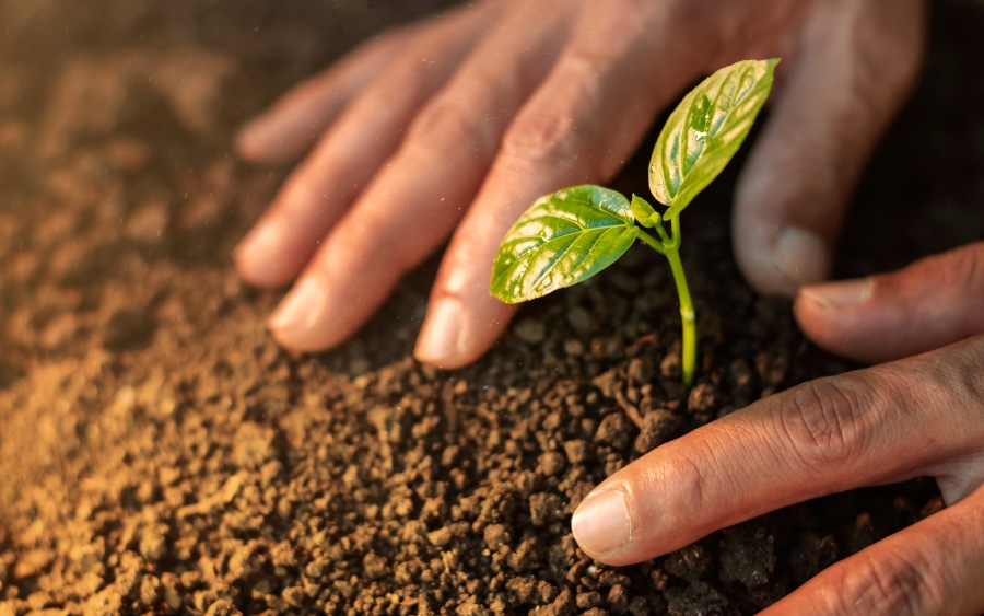 mans-hands-planting-tree-small